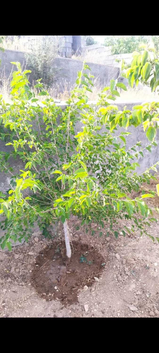 زمین وادان