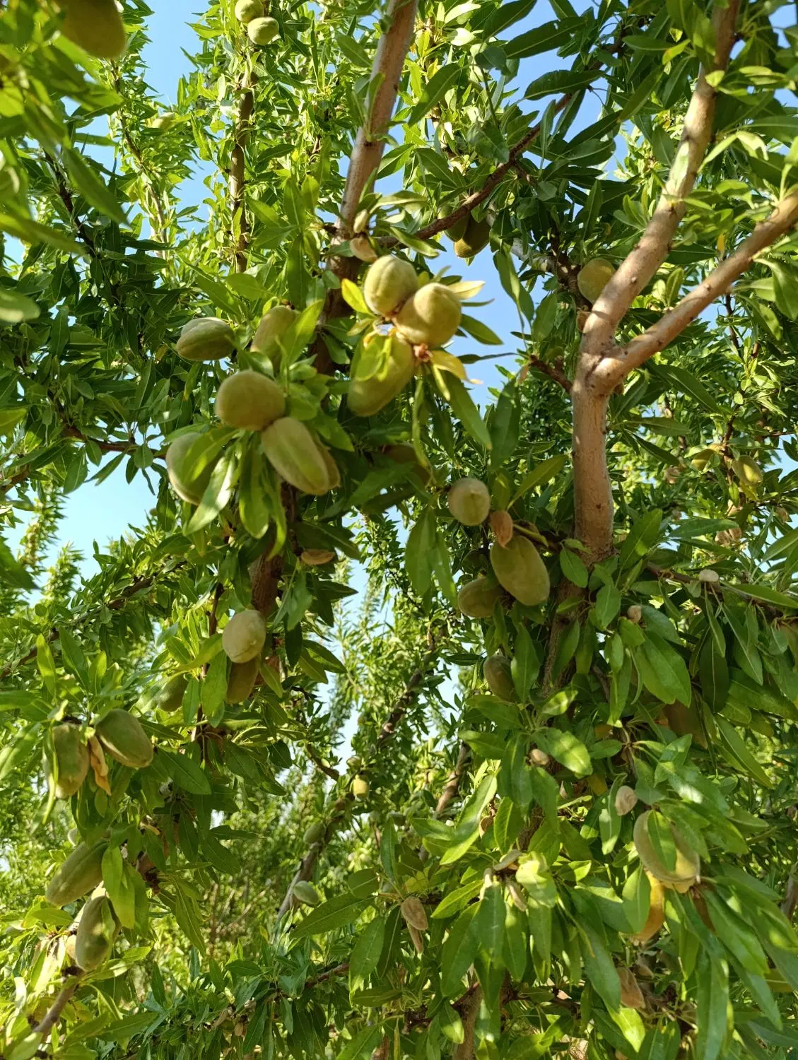 باغ شهری قره چمن سند دار