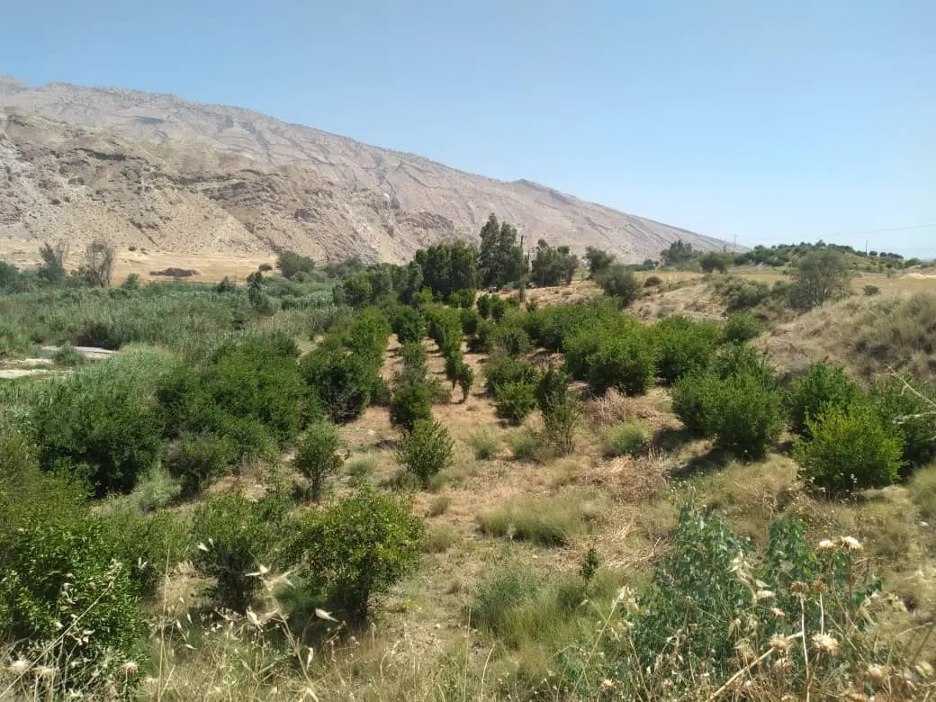 فروش زمین کشاورزی