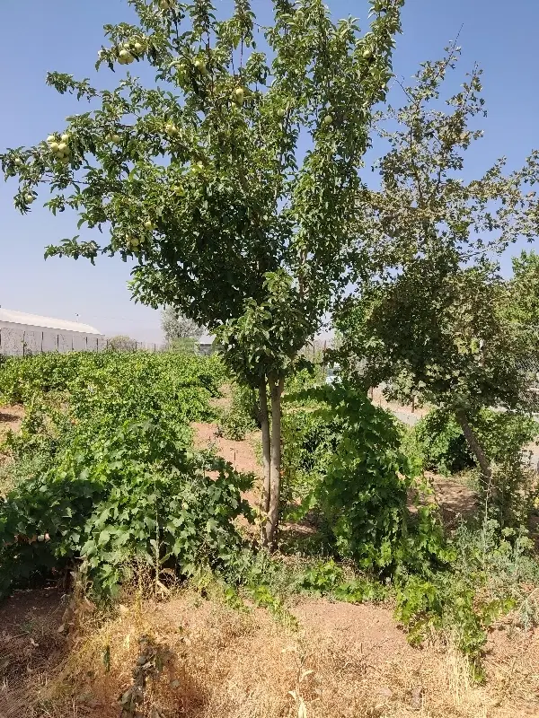 زمین باغی  با سند رسمی از اداره ثبت
