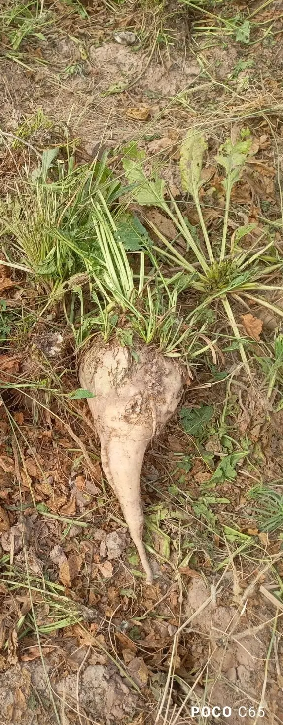 اجاره