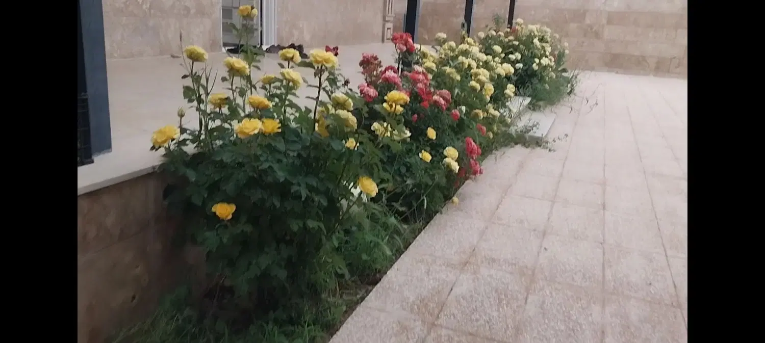 خونه باغ سند تک برگ