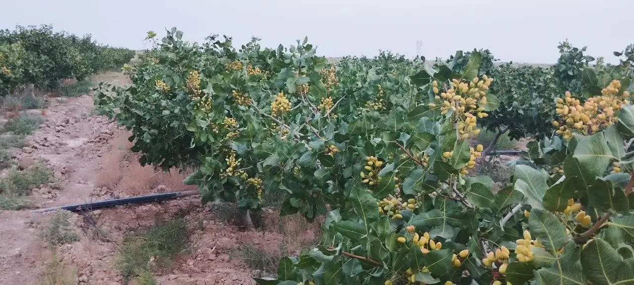زمین پسته