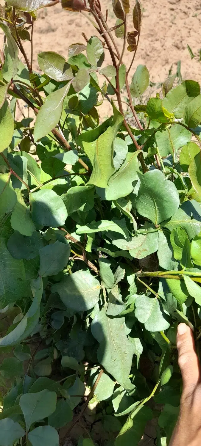 ملک و زمین کشاورزی