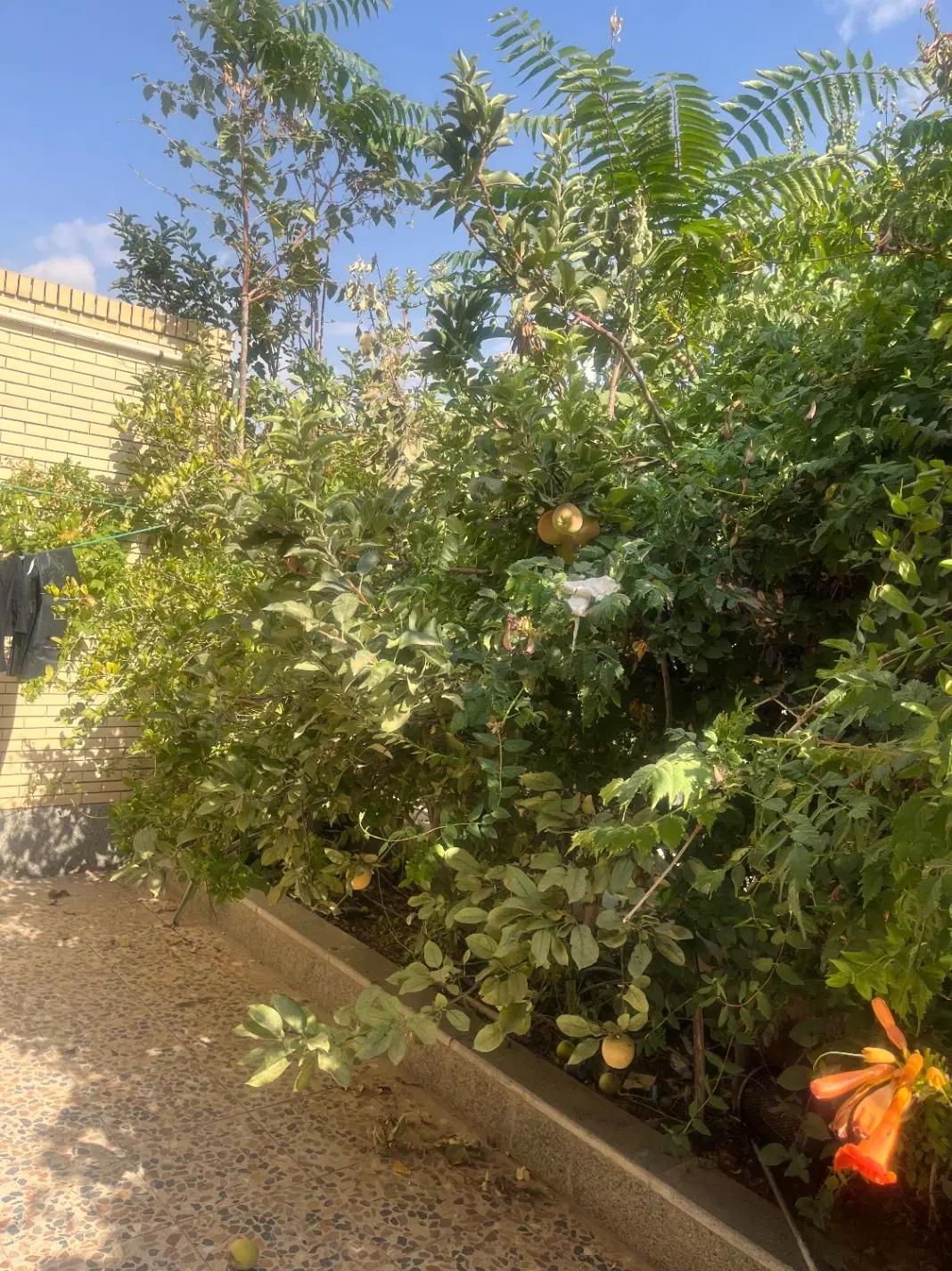باغ  ویلا در ماهان