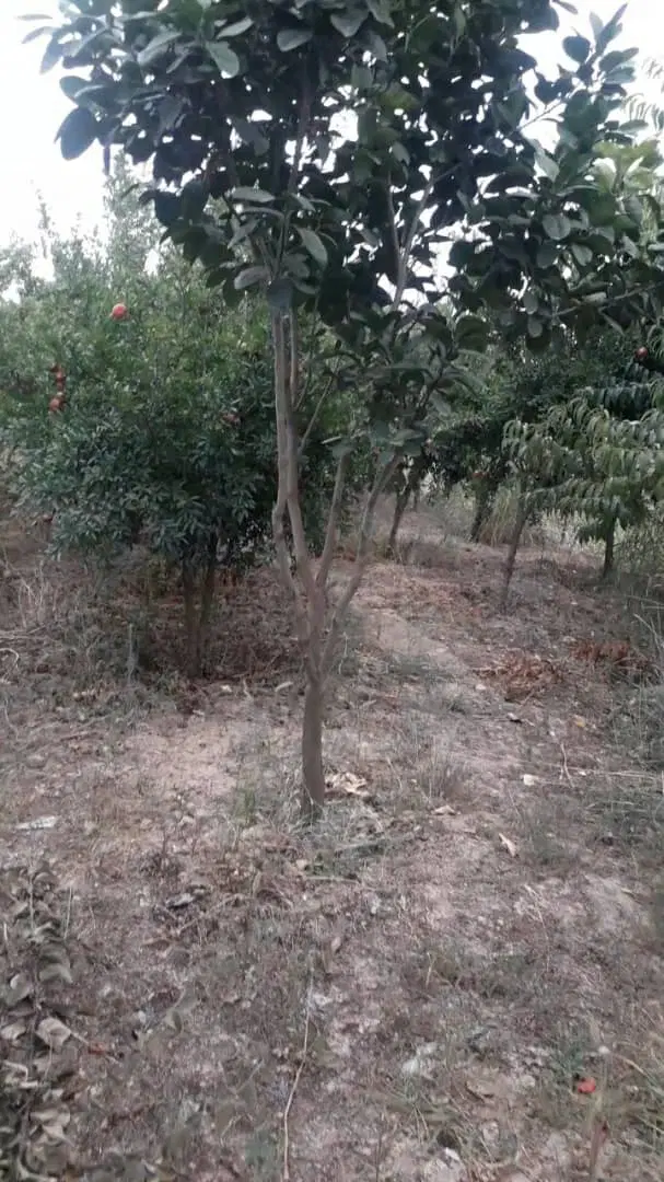 باغ ۱۵۰۰ متری