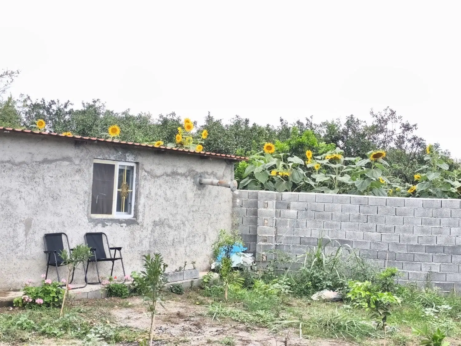 زمین واقع در روستای ماهفروجک