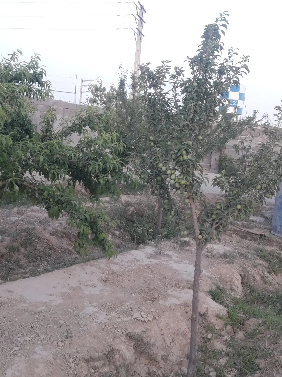 باغ چهار دیواری سند دار