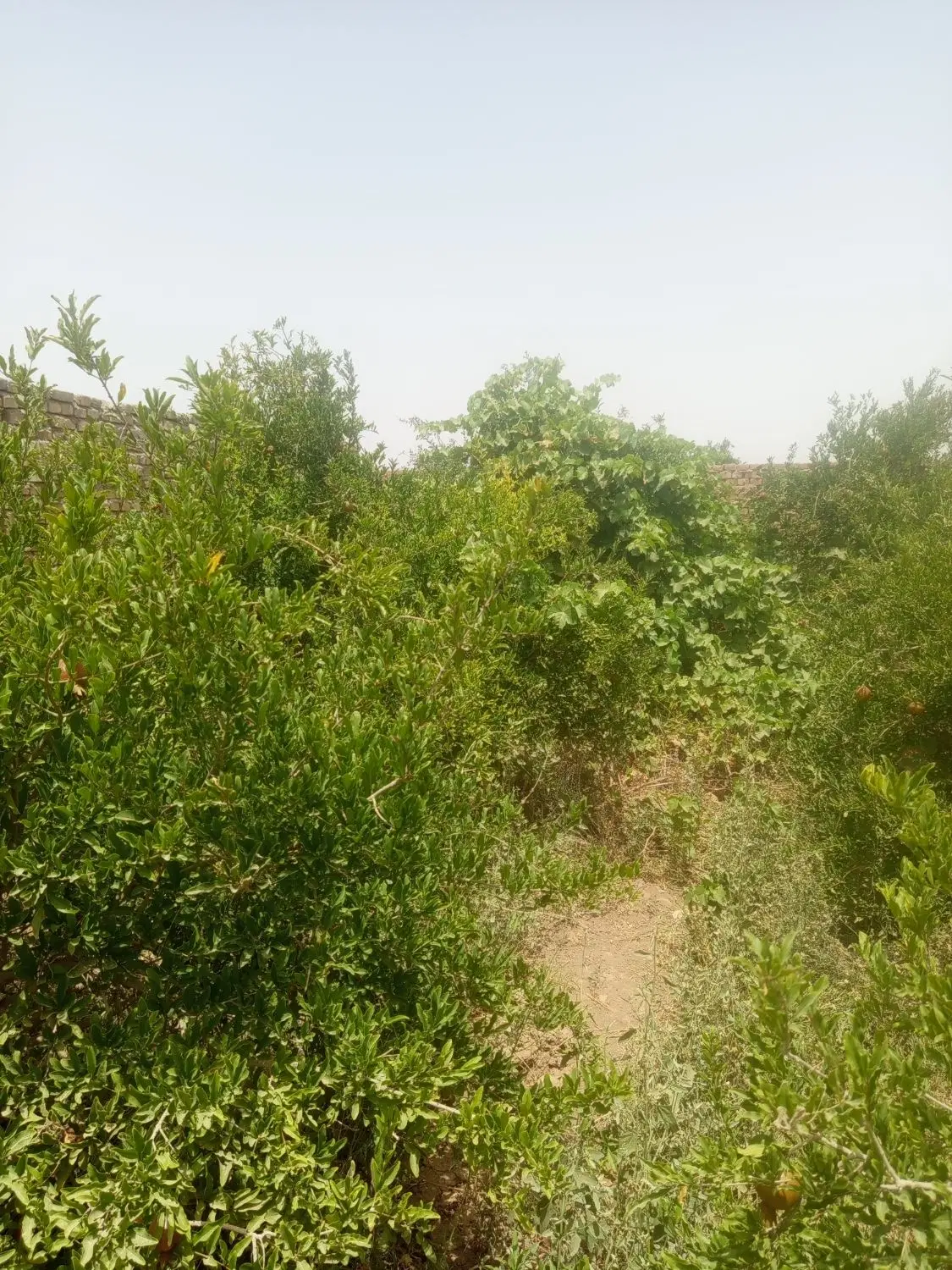 باغ