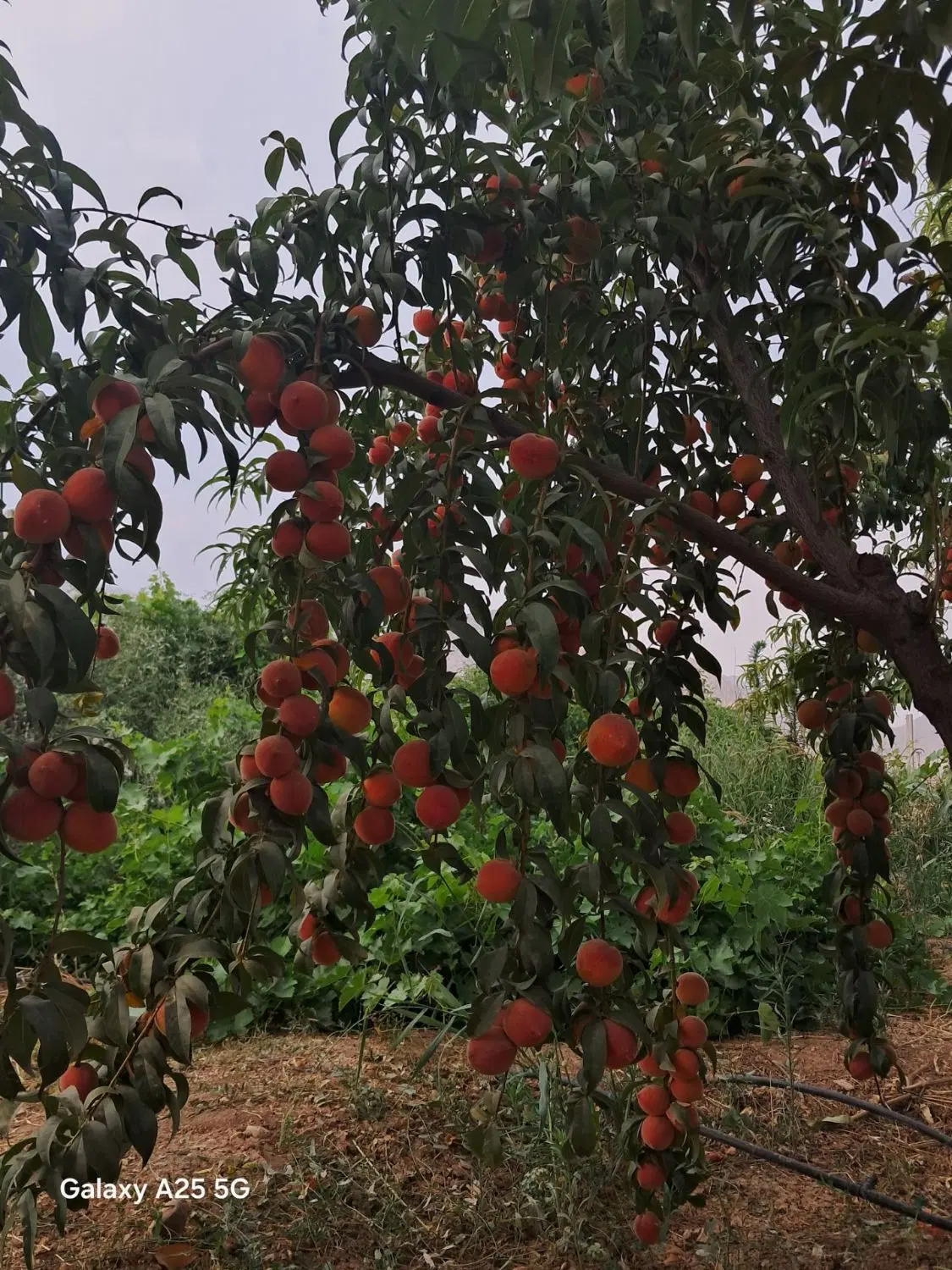 فروش باغ