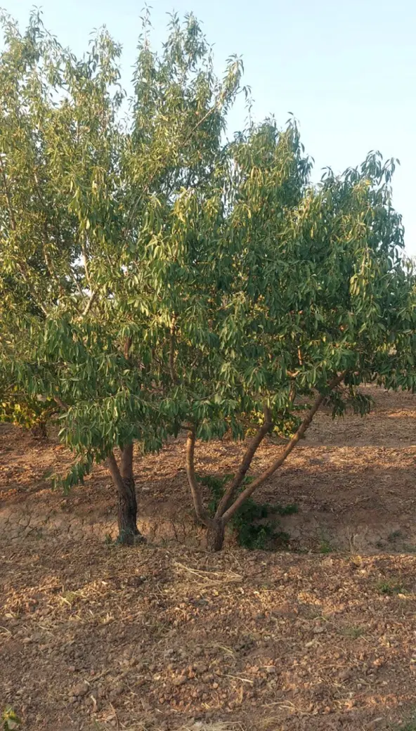 باغچه 500 متری