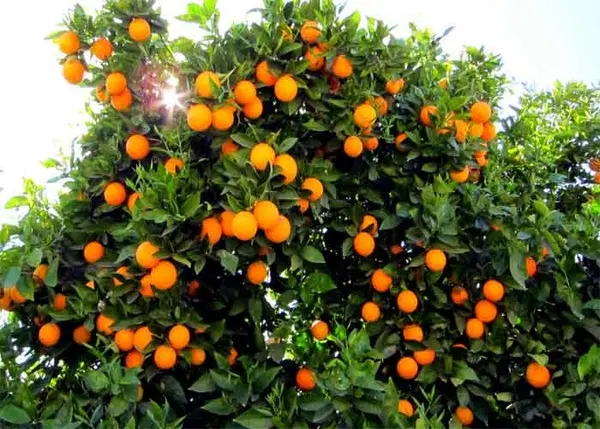فروش باغ هزار متری
