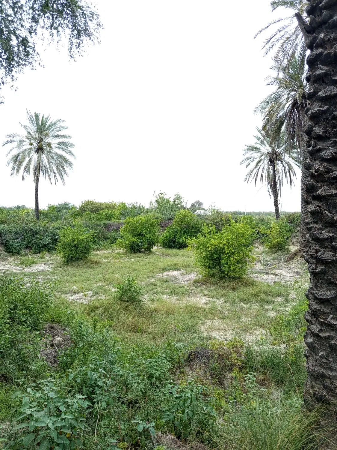 باغ