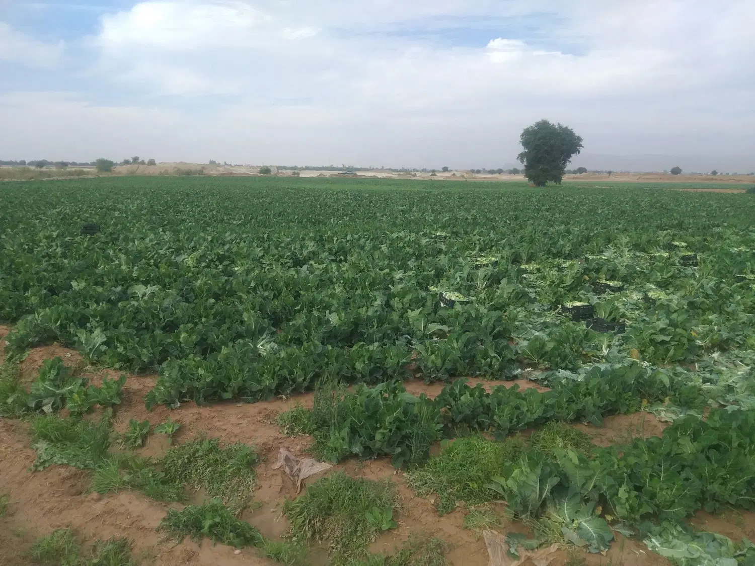 فروش زمین مسکونی در جنت مکان