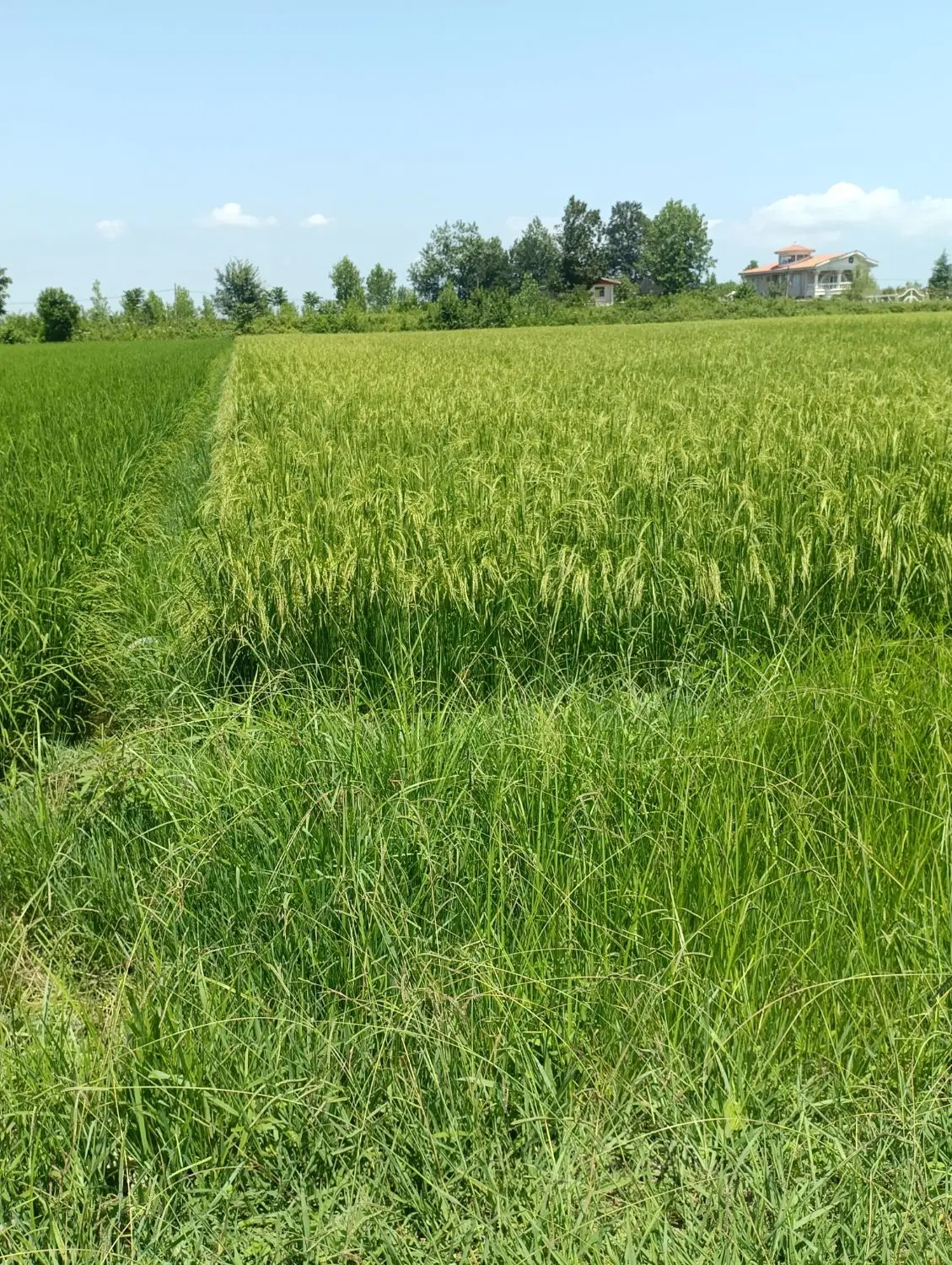 شالیزار بجار بیجار