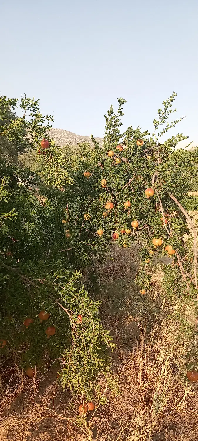 فروش باغ ثمری روستای کریک