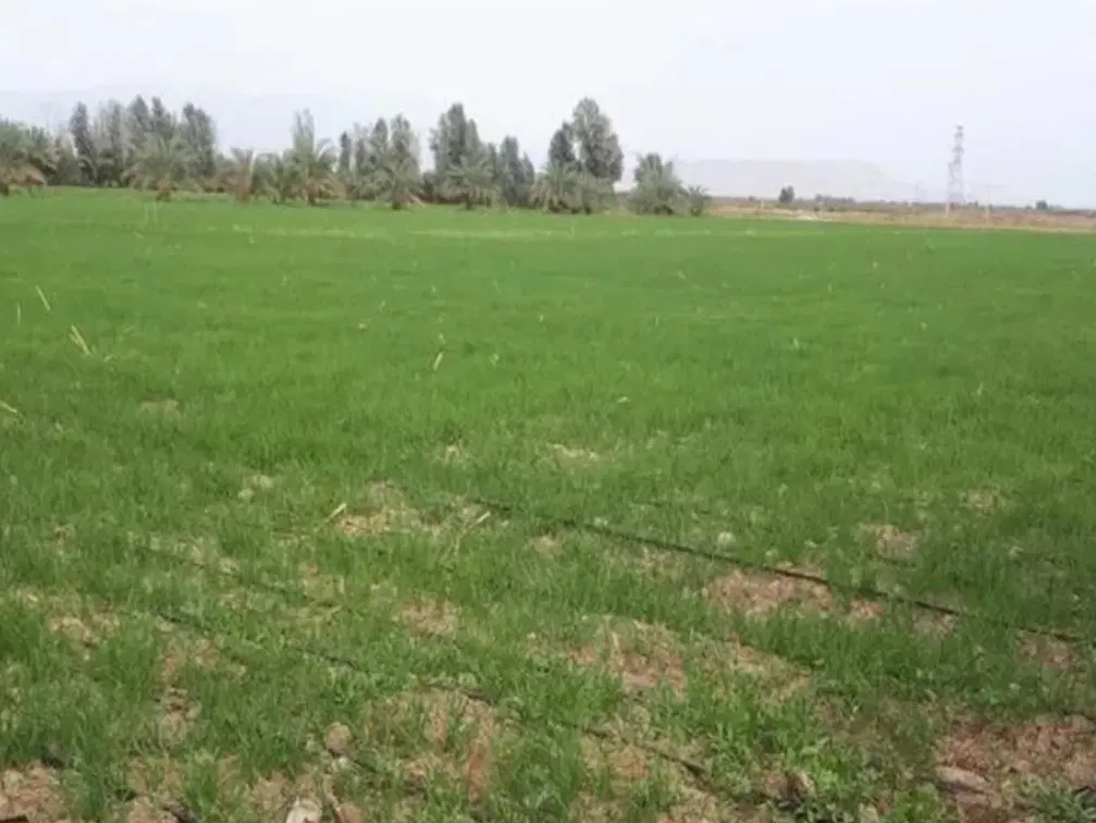زمین زراعی