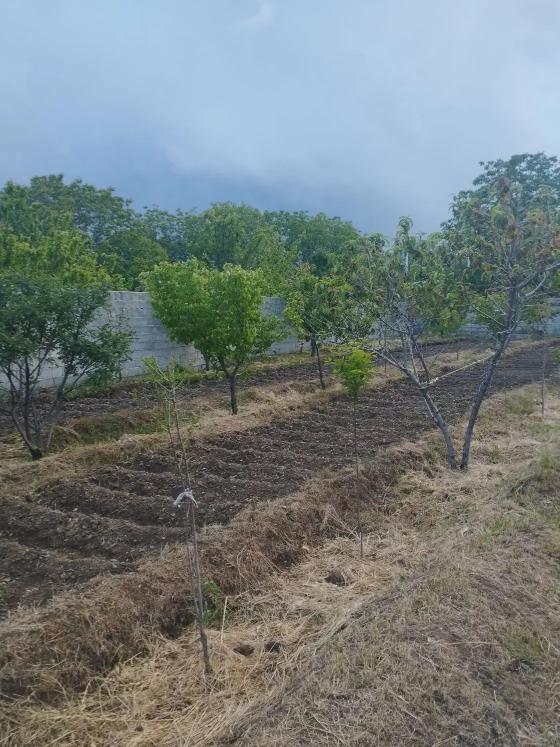 باغ در روستای کندلج مرند
