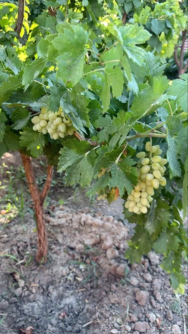 باغچه ۳۵۰متری در وهن آباد