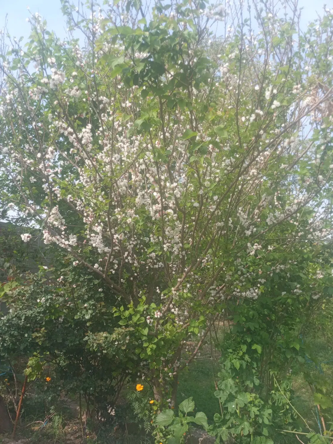 فروش ۲۳۰۰ متر باغچه واقع در قلعه نو شمس آباد