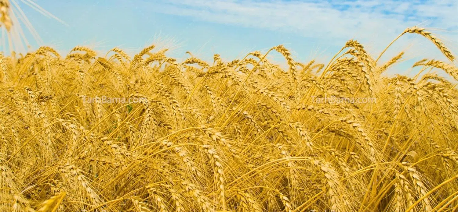 زمین کشاورزی سند6دانگ