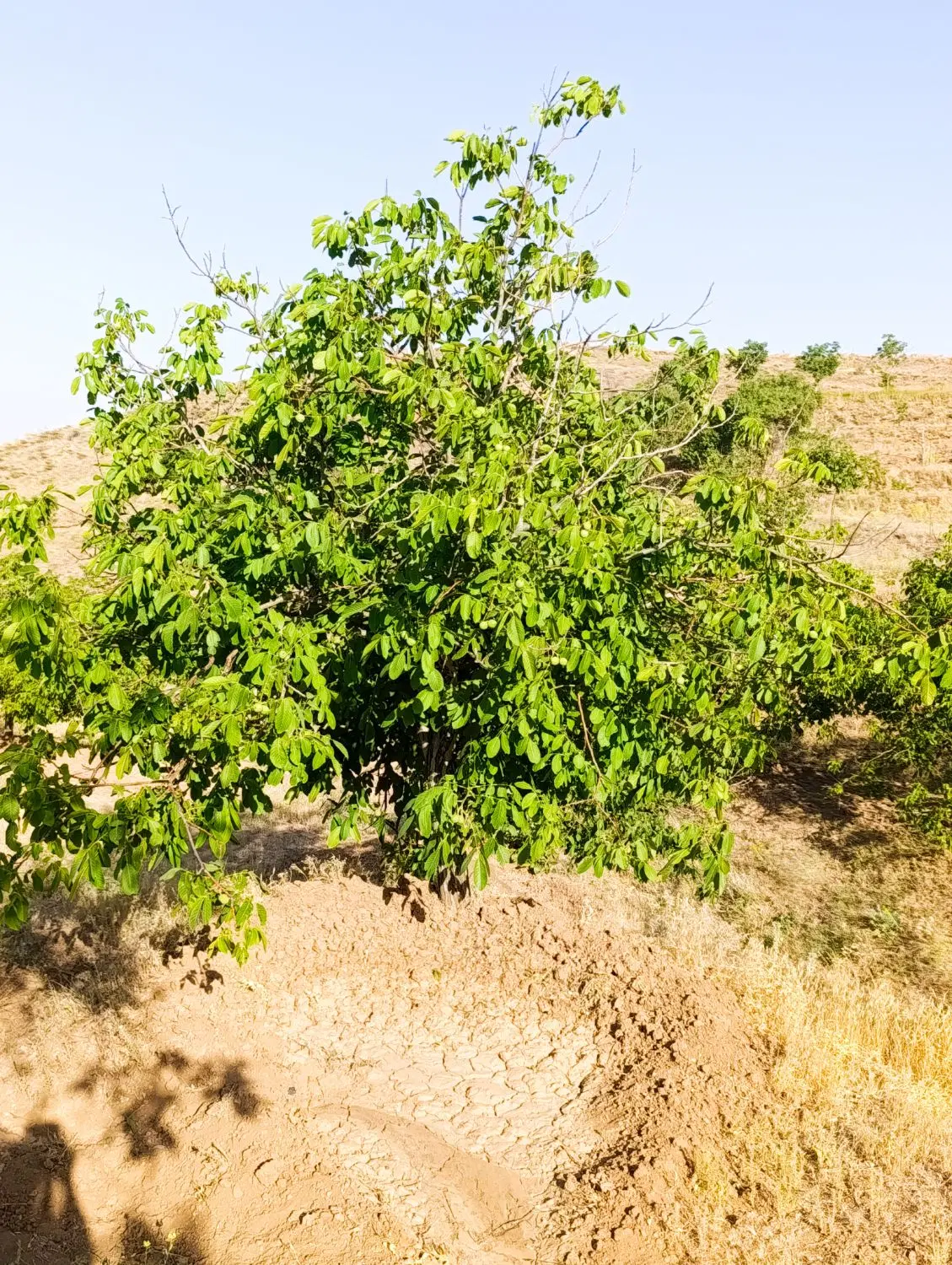 باغ گردو شخصی
