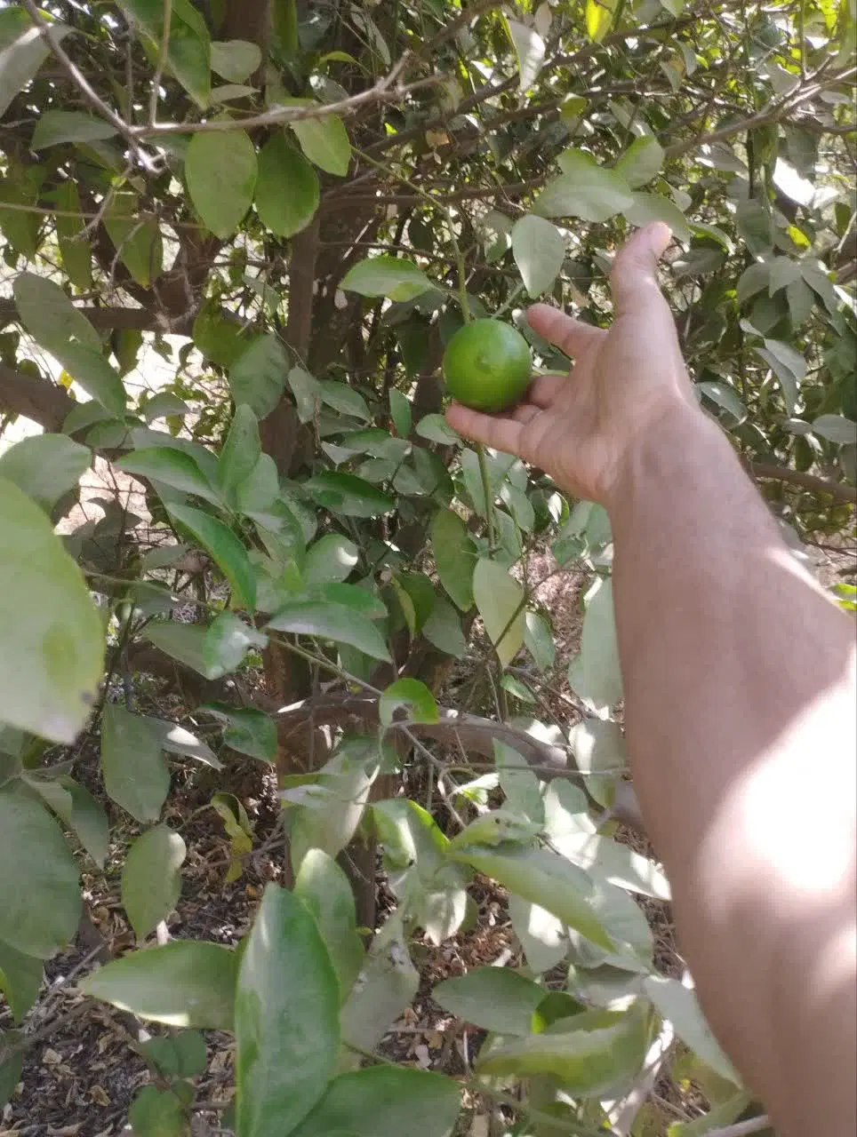 زمین باغچه