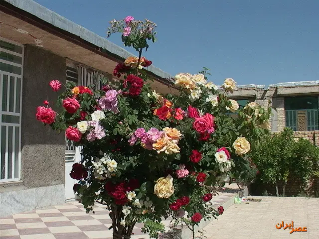 ۲۹۰متر۲نبش۲کله نبش۱۶متری،بلوارمفتح