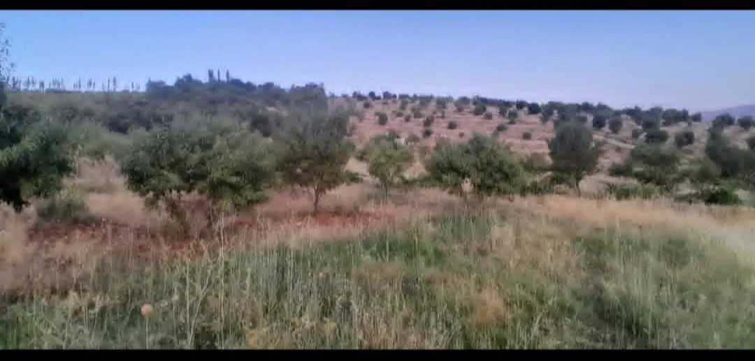 باغ در شهر دشتک