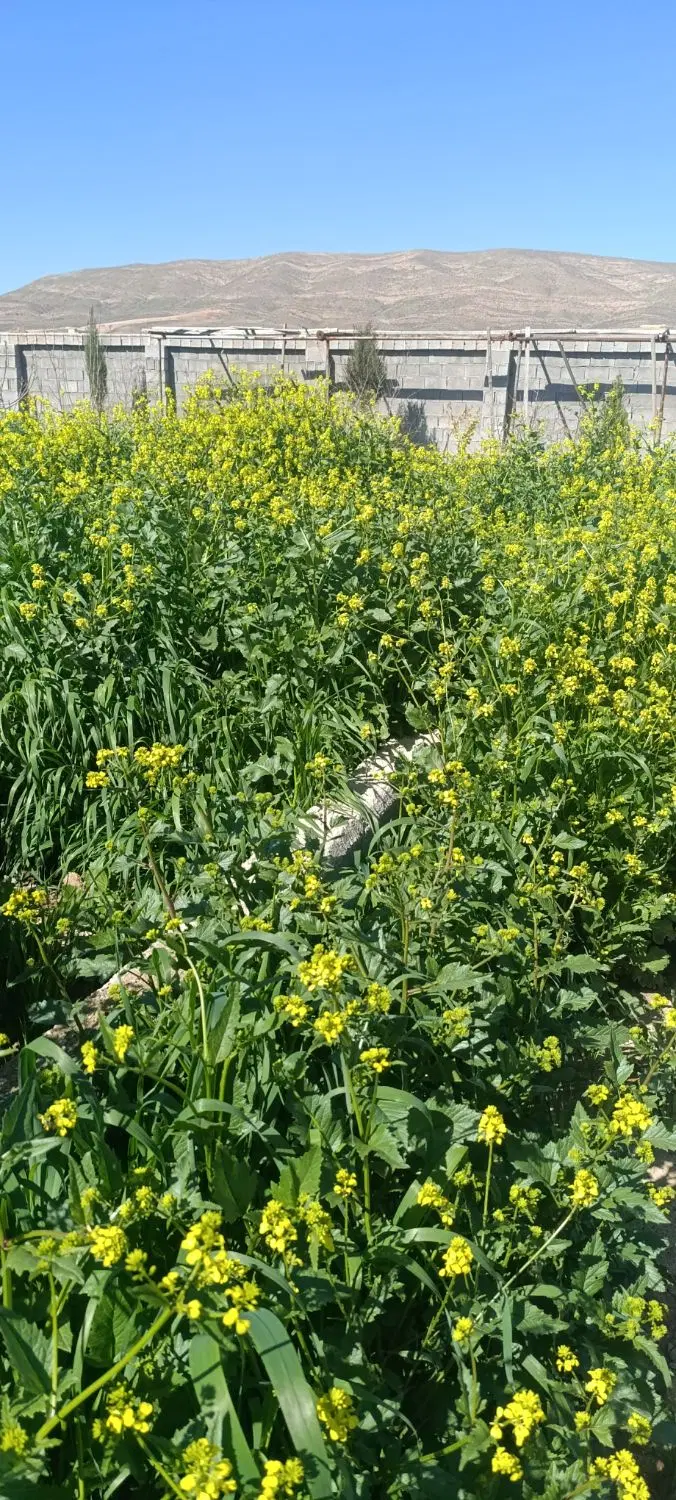 زمین کرونی