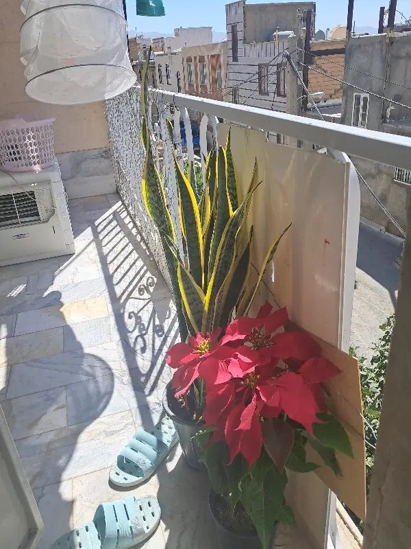 اجاره خانه حسن اباد کوچه سینا ۲