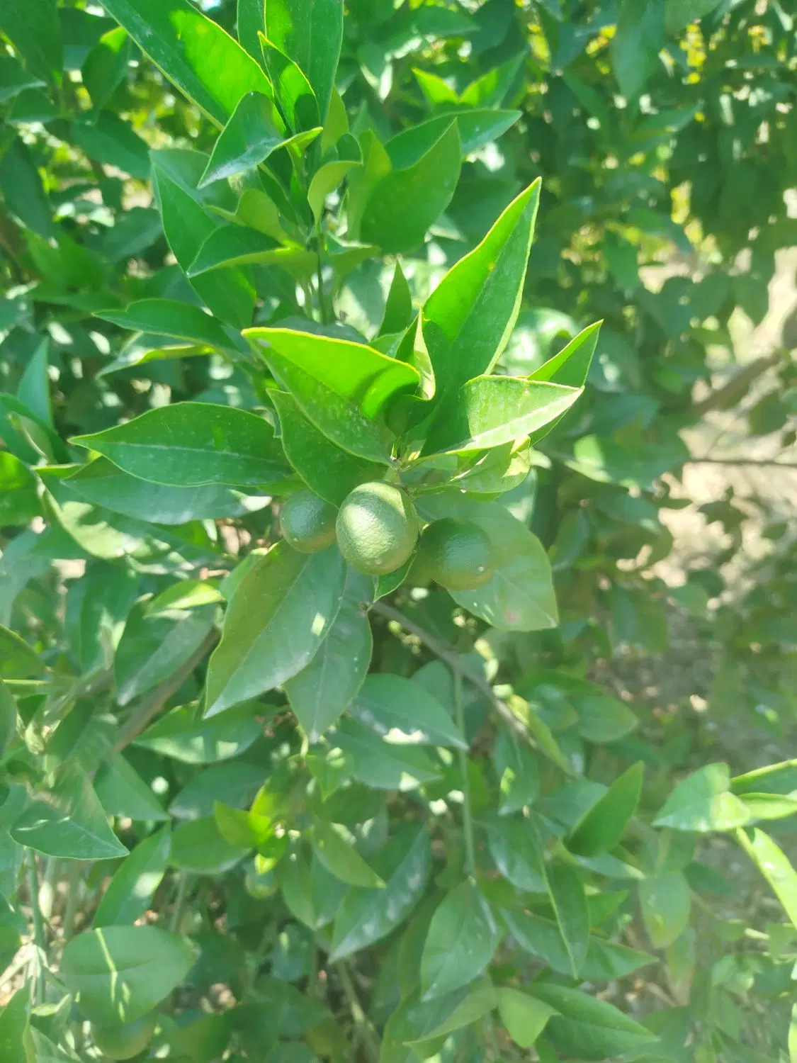 باغ نارنگی گهرباران