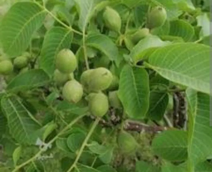 باغ غرق آباد با دو ساعت آب قنات