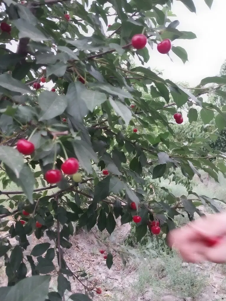 باغچه 200 متری بیدگنه