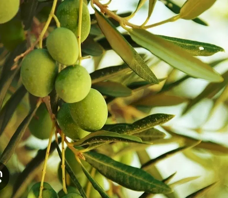زمین کشاورزی باغ زیتون