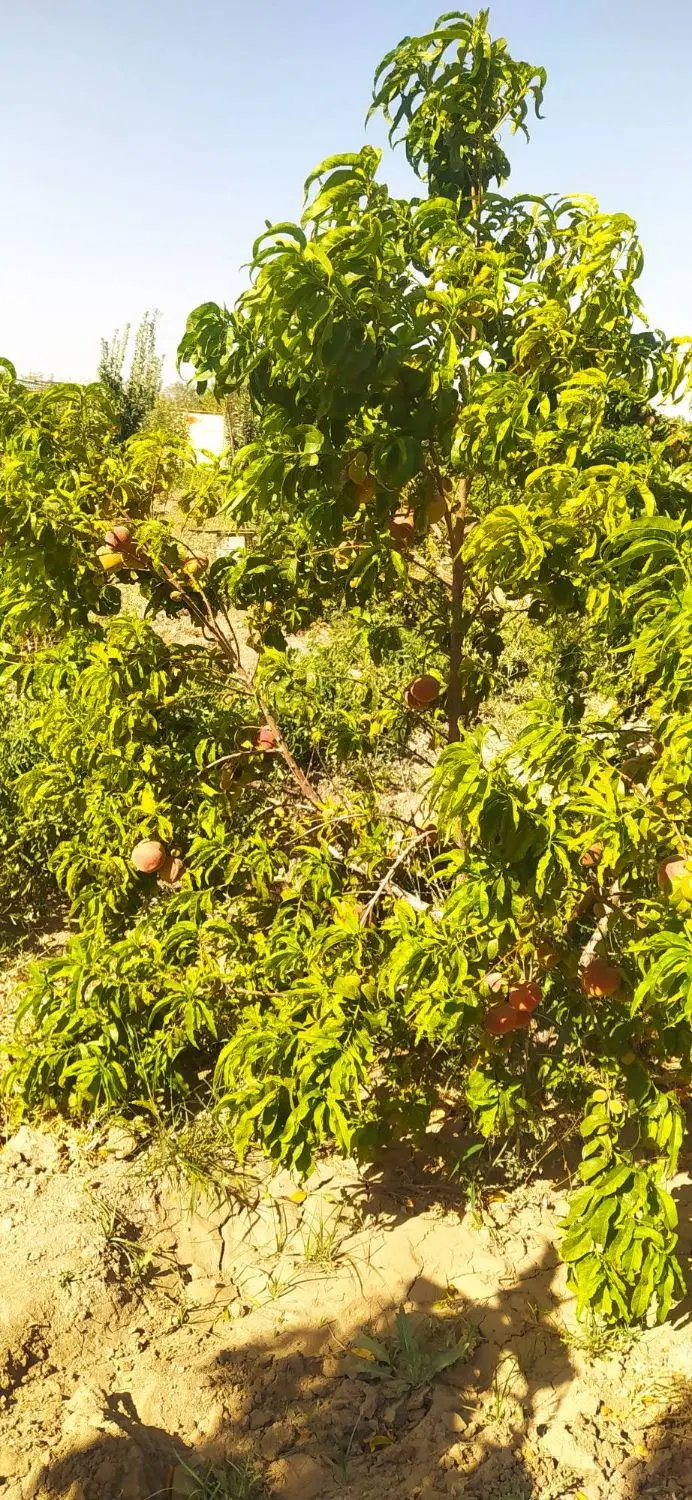 فروش باغ سمر دار