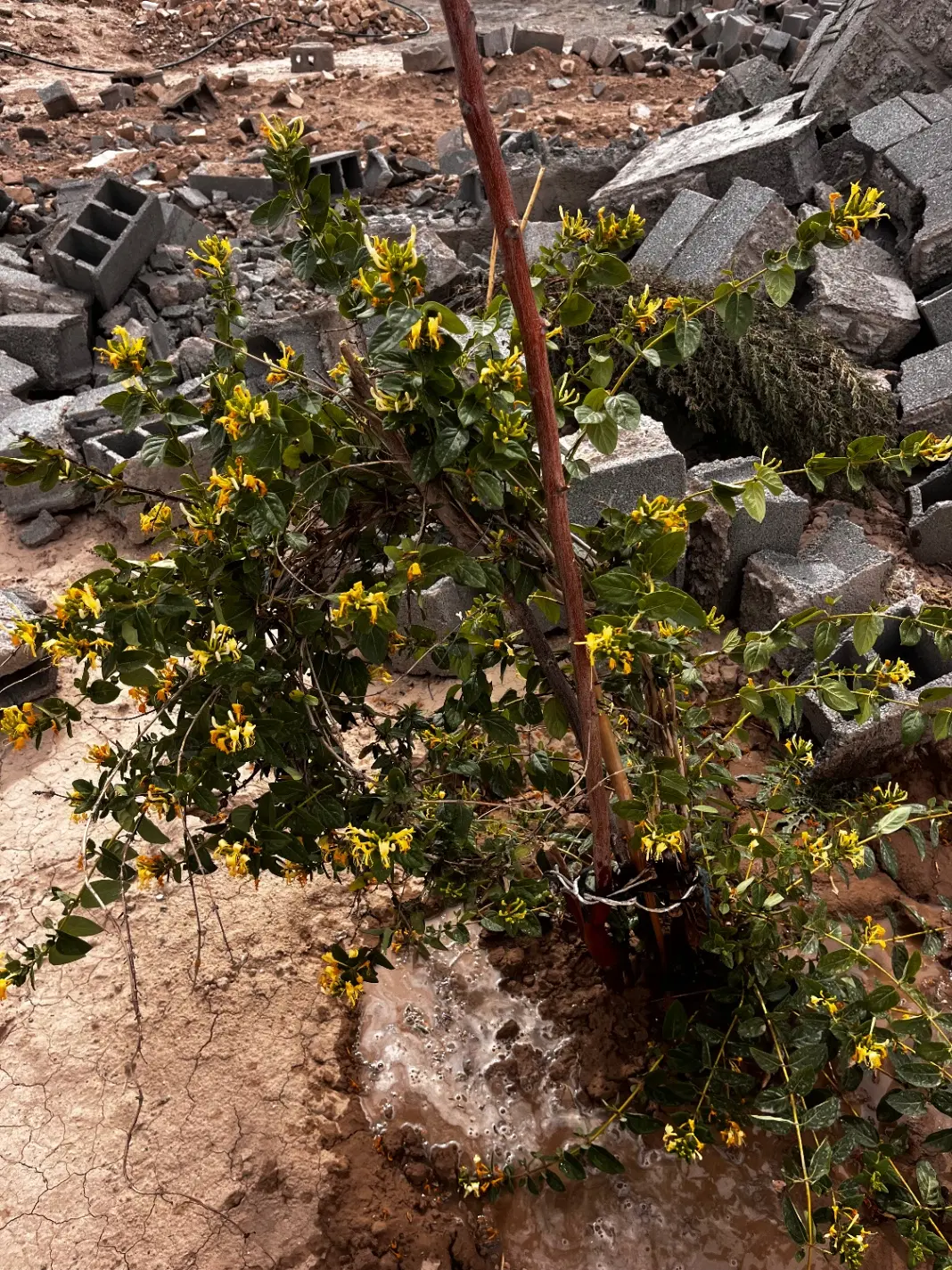 زمین ۴۰۰ متری جاده پوینک فیلستان