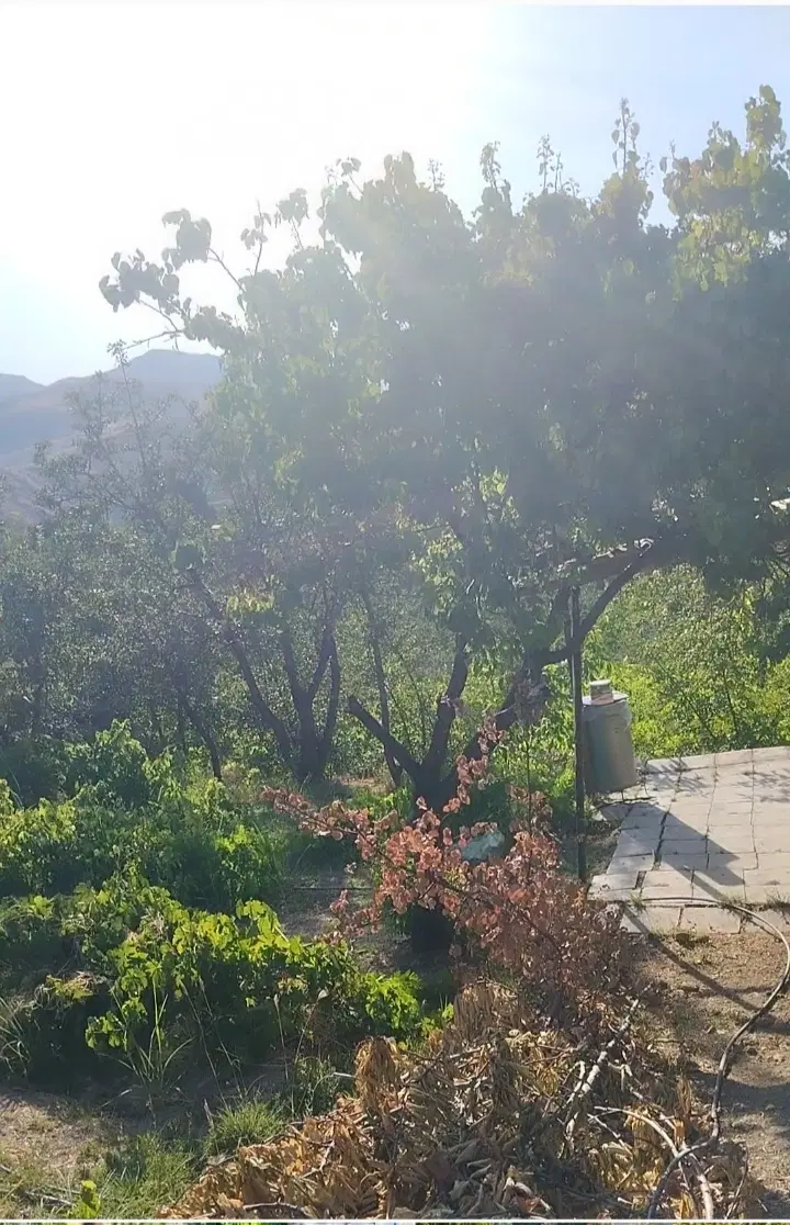 زمین‌ کشاورزی