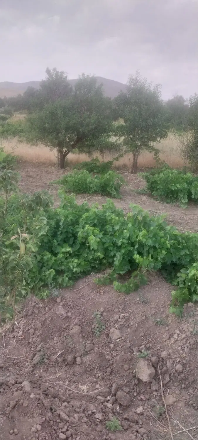 باغی درارزانفود
