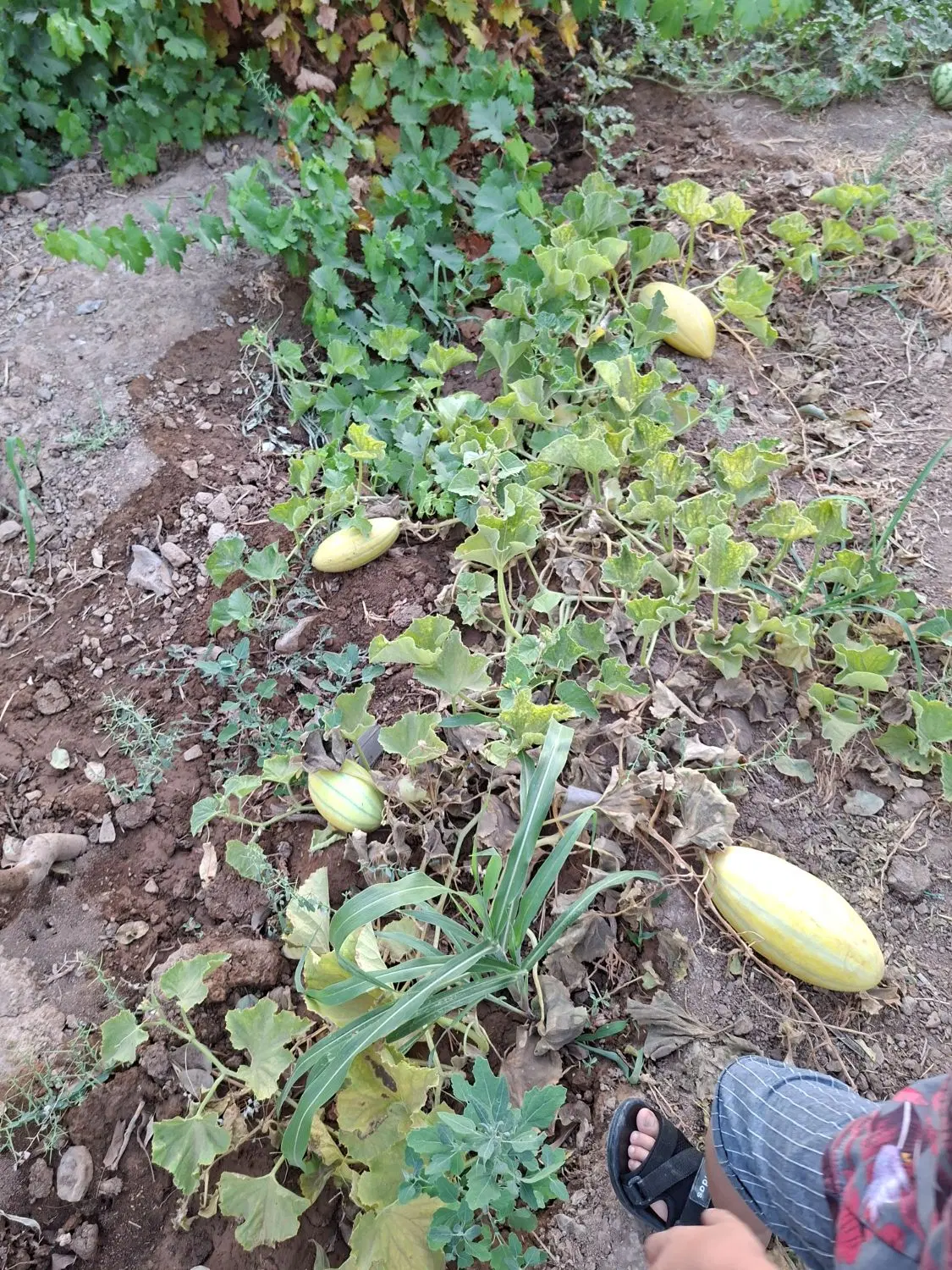 باغ ۶۸۰متر بحر ۳۵متر جاده قاهان