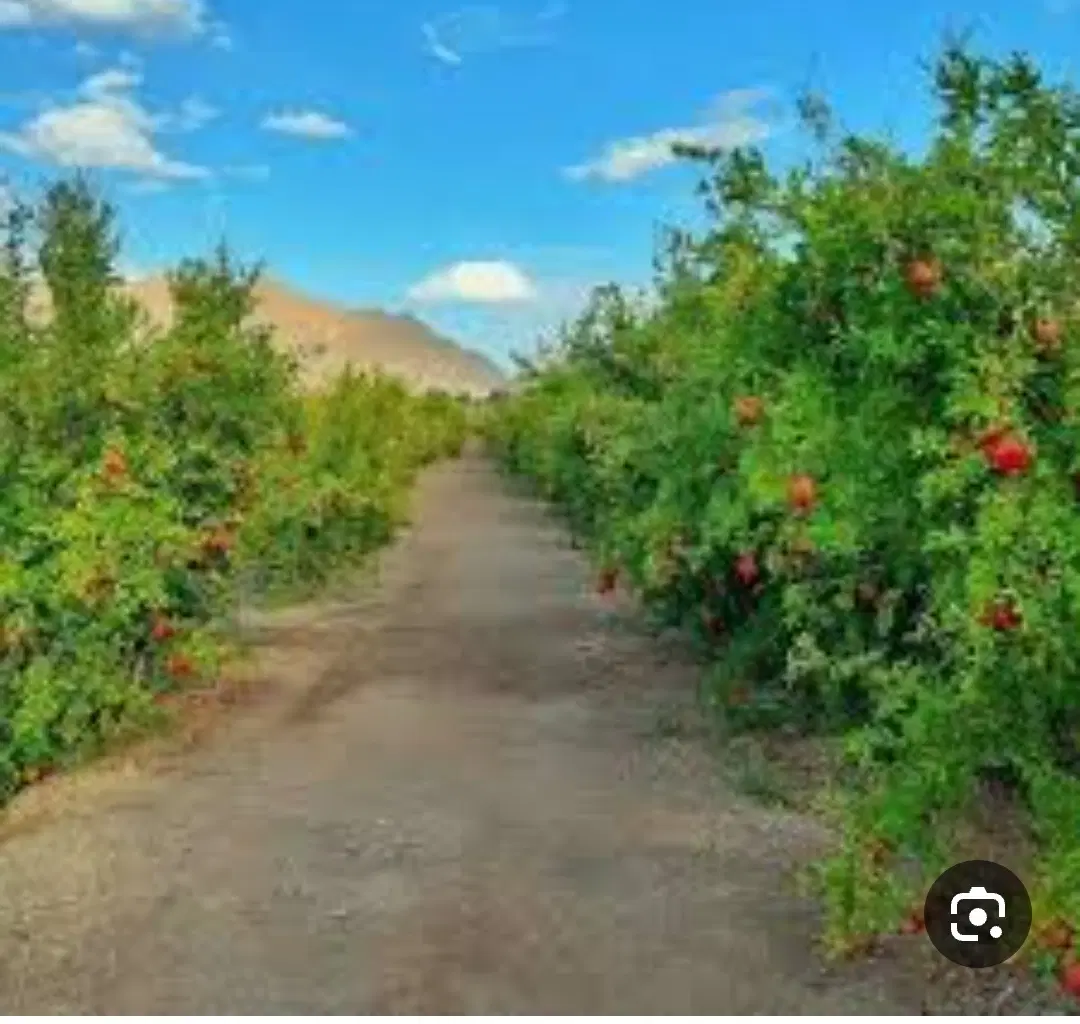فروش باغ انار