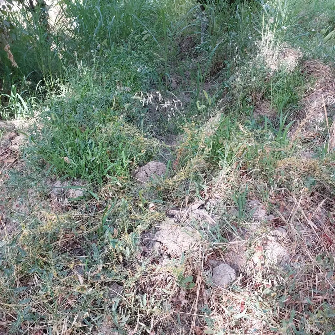 ۳۰هکتار زمین کشاورزی مرغوب با ۵۰ساعت آب بر جاده