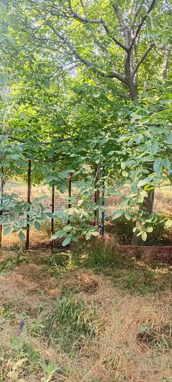 باغ ویلایی