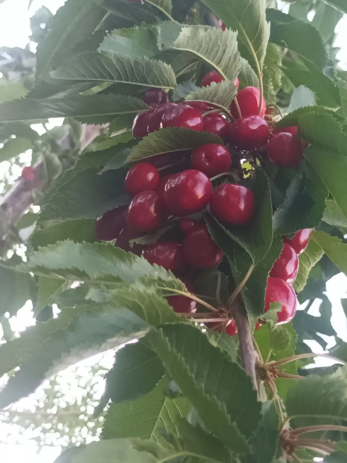یک باغ به فروش می‌رسد