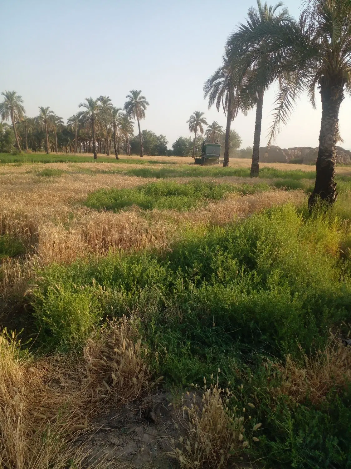 زمین کشاورزی با اب و سند تکبرگ