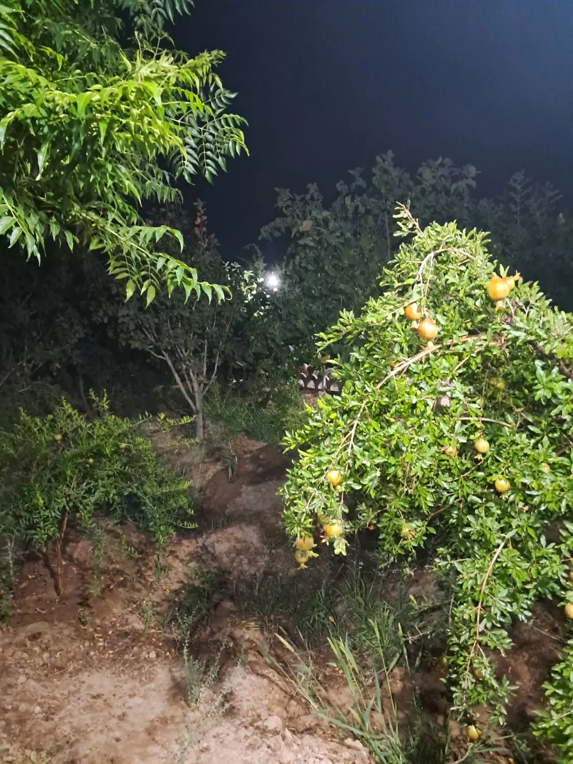 ویلا باغ .جای دنج .