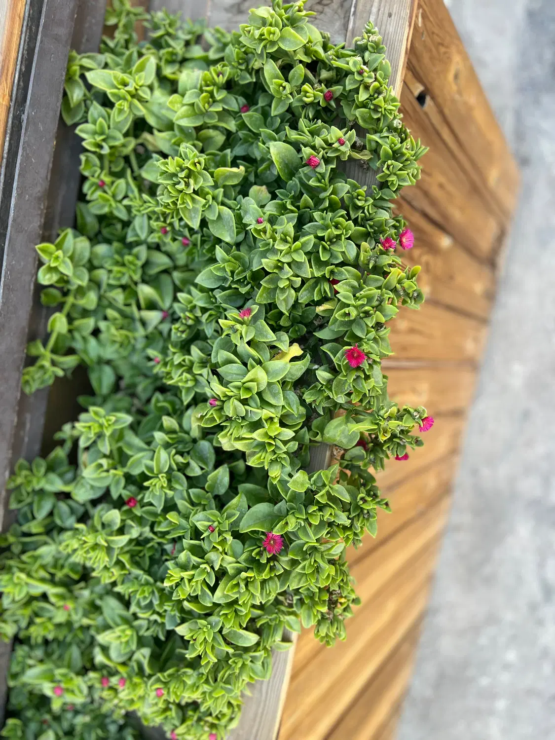 باغ گاوخانه