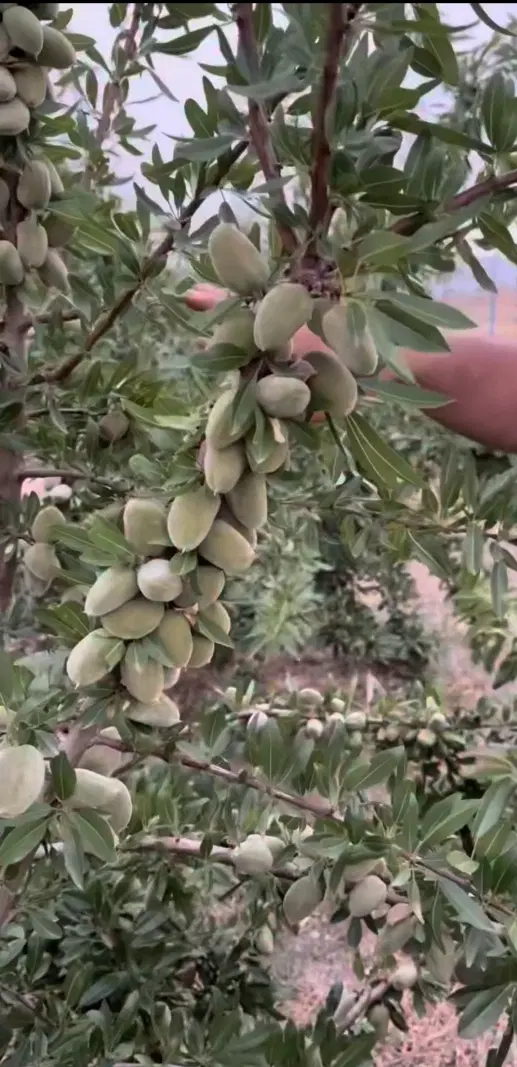 فروش باغ بادام خوشه ای نیم هکتاری(( سپیدان ))