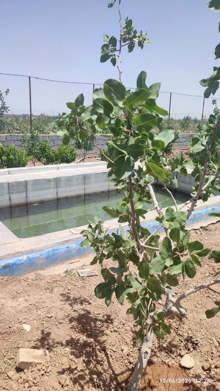 فروش باغ پسته 20ساله زرندیه