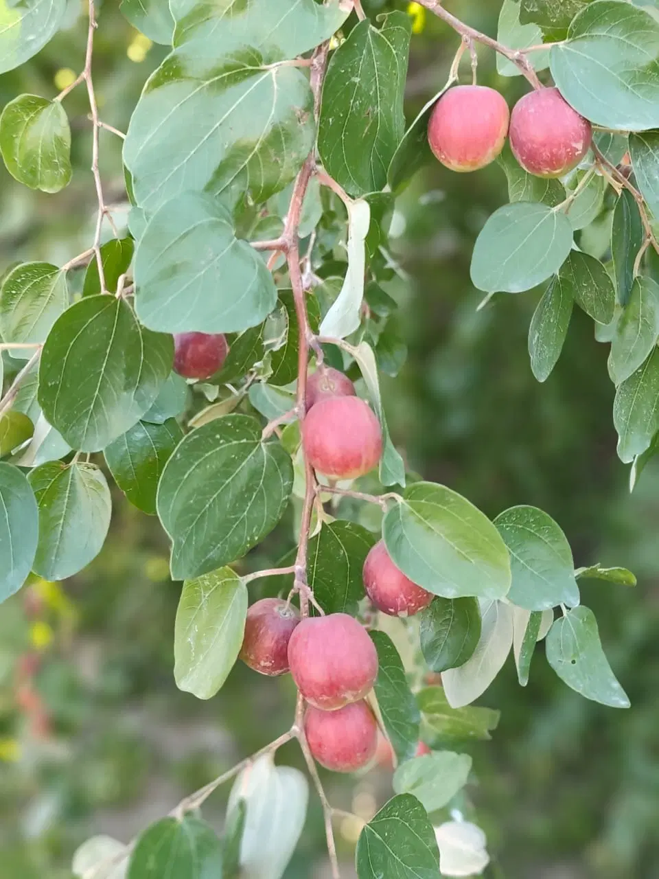باغ کامل و مجهز گورک